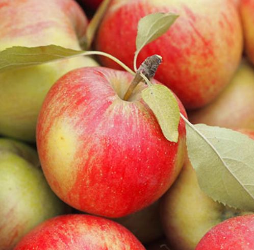 Úroda jablone Šampión | Ovocné stromy Jeseň