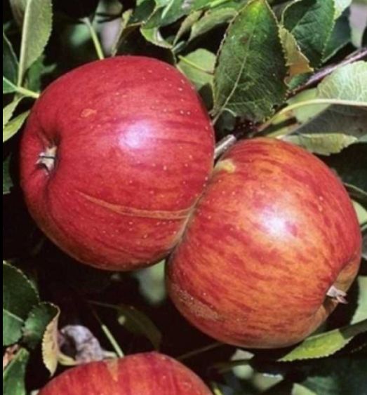 Úroda jablone Topaz na podpníku MM106 | Ovocné stromy Jeseň