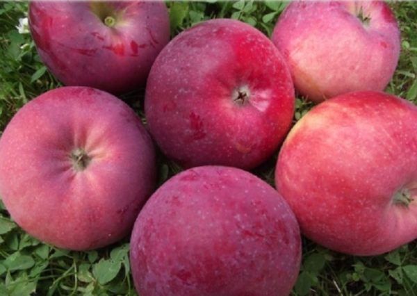 Úroda jablone Vista Bella | Ovocné stromy Jeseň