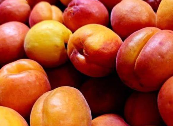 Úroda marhule Orangered | Ovocné stromy Jeseň