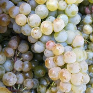 Vinič Veltlínske zelené | Ovocné stromy Jeseň