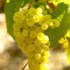 Vinič muštový Chardonnay | Ovocné stromy Jeseň