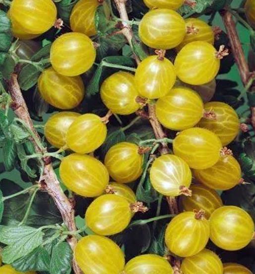 Žltý egreš kríkový Hinnonmaki Gelb | Ovocné stromy Jeseň