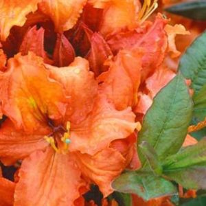azalka-orange-hit-ovocne-stromy-jesen