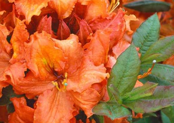 azalka-orange-hit-ovocne-stromy-jesen