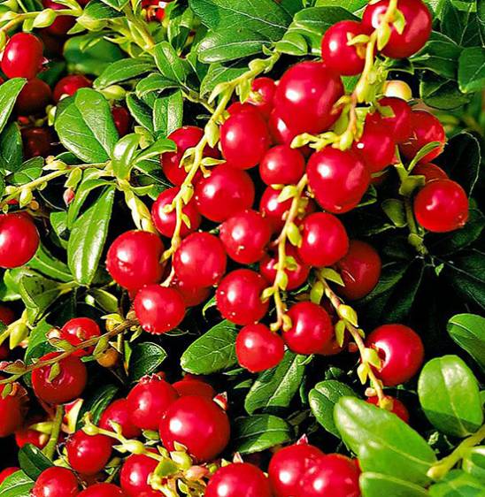 ovocne-stromy-jesen-brusnica-red-pearl