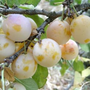 mirabelka-nancyska-ovocne-stromy-jesen