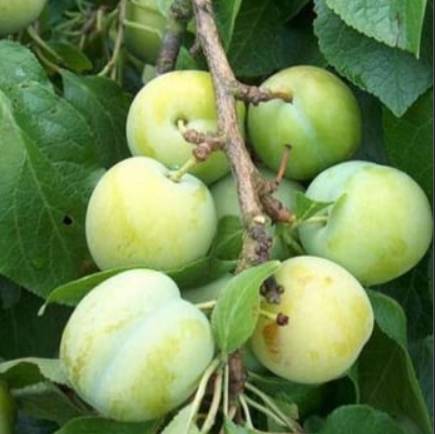 ringlota-oulinska-ovocne-stromy-jesen