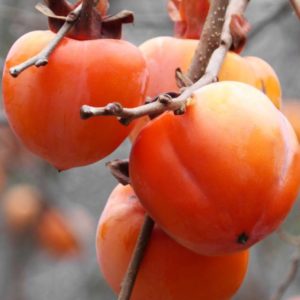 hurmi-kaki-rojo-brillante-ovocne stromy-jesen