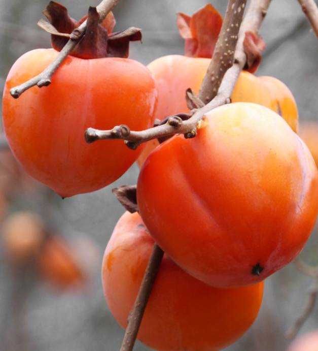 hurmi-kaki-rojo-brillante-ovocne stromy-jesen
