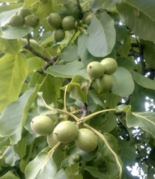 orech-seifersdorfsky-ovocne-stromy-jesen
