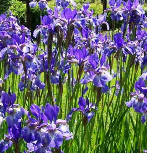 kosatec-iris-sibirica-blue-king-ovocne-stromy-jesen