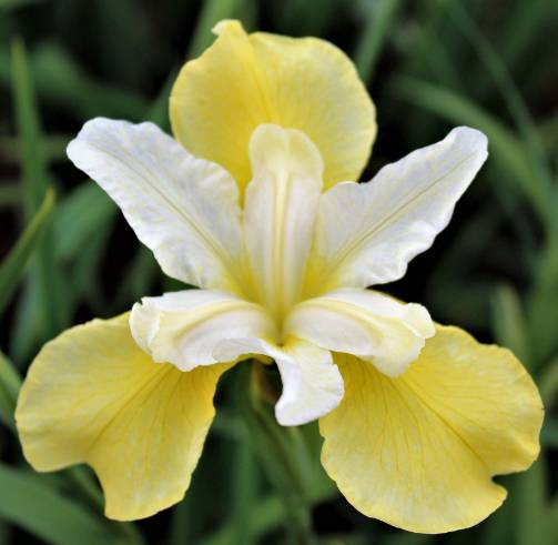 kosatec-iris-sibirica-butter-and-sugar-ovocne-stromy-jesen