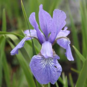 kosatec-iris-sibirica-perrys-blue-ovocne-stromy-jesen