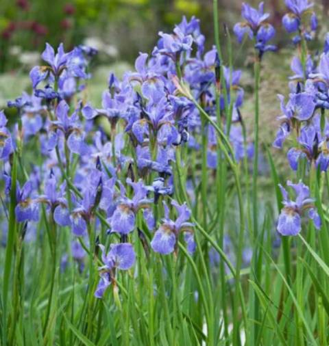 kosatec-iris-sibirica-perrys-blue-ovocne-stromy-jesen