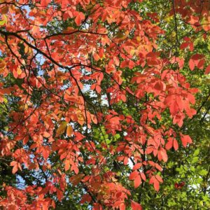Javor Maximovičov – okrasný javor s výrazným jesenným sfarbením (kontajner 5l)