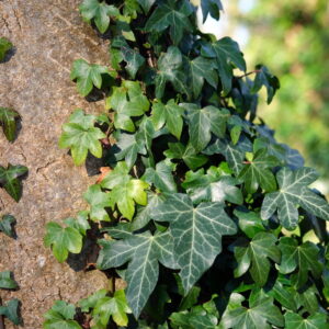 Brečtan popínavý – vždyzelený popínavý ker na rýchle zazelenenie (kontajner 1,5 l)