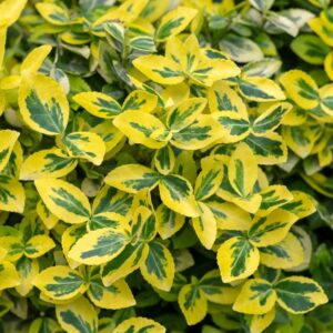 Bršlen Fortuneov ‘EMERALD’N GOLD’ – vždyzelený ker so žlto-zelenými listami pre výrazný kontrast (kontajner P9)