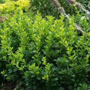 Dráč Thunbergov ‘KOBOLD’ – nízky okrasný ker s hustým guľovitým rastom (kontajner 5 l)