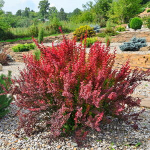 Dráč Thunbergov ‘RED ROCKET’ – úzky okrasný ker vhodný do živého plotu (kontajner 2 l)