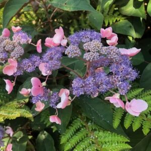 Hortenzia drsná ‘HOT CHOCOLATE’ – okrasný ker s tmavými listami a kontrastnými ružovo-fialovými kvetmi (kontajner 3 l)