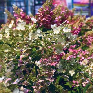 Hortenzia metlinatá ‘DHARUMA’ – kompaktný bielo-ružový ker so skorým kvitnutím (kontajner 5 l)