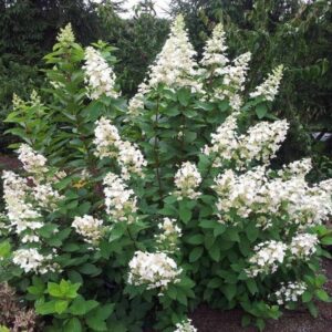 Hortenzia metlinatá ‘PEE WEE’ – nízky kompaktný bielo-ružový ker do menších záhrad (kontajner 5 l)