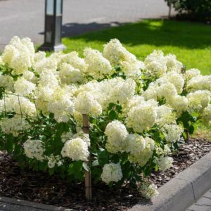 Hortenzia metlinatá ‘TARDIVA’ – neskoro kvitnúci bielo-krémový ker, ktorý predĺži sezónu kvitnutia (kontajner 5 l)