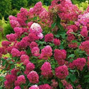 Hortenzia metlinatá ‘WIMS RED’ – kvitnúci ker s výraznou farebnou premenou od bielej po sýto červenú (kontajner 3 l)