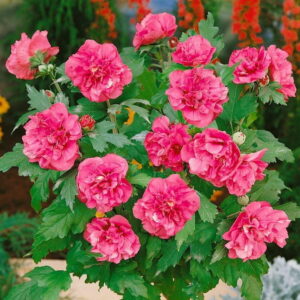 Ibištek sýrsky ‘DUC DE BRABANT’ – bohato kvitnúci ker do záhrady s výraznými plnými kvetmi (kontajner 2 l)