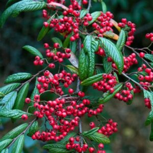 Skalník vrbolistý ‘SYMPATHIE’ – vysoký okrasný ker s červenými plodmi a výrazným efektom (kontajner 2 l)