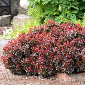 Dráč Thunbergov ‘BAGATELLE’ – nízky okrasný ker s tmavo červenými listami (kontajner 5 l)