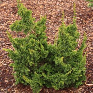 Tuja Západná ‘MALONYANA HOLUB‘ – štíhla tuja s pravidelným rastom (kontajner 2l)