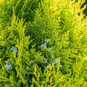 Tuja Západná ‘BRABANT‘ – rýchlorastúci živý plot do záhrady (kontajner 2l)