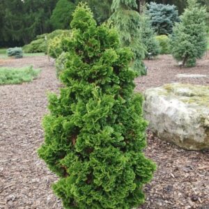 Thuja occidentalis ‘ZMATLÍK’ – kompaktná tuja do záhrady s prirodzene hustým rastom (kontajner 2 l)