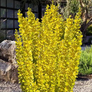 Dráč Thunbergov ‘GOLDEN ROCKET’ – úzky okrasný ker so žltými listami (kontajner 5 l)