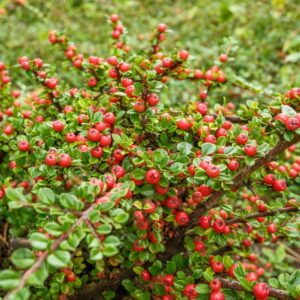 Skalník Dammerov ‘MAJOR’ – hustý pôdopokryvný ker do záhrady (kontajner 1 l)