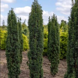 Tis obyčajný ‘ROBUSTA‘ – stĺpovitý vždyzelený ihličnan (kontajner 2l)