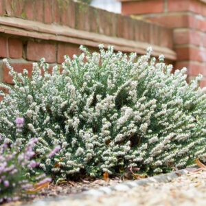 Vresovec darleyensis ‘WHITE PERFECTION’ – zimný kvitnúci ker s bielymi kvetmi (kontajner 2 l)