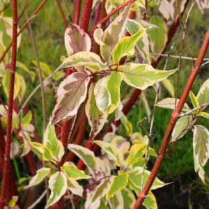 Drieň biely ‘GOUCHAULTII’ – okrasný ker so zeleno-žltými listami a farebnými výhonmi (kontajner 2 l)