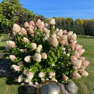 Hortenzia metlinatá ‘PETITE LANTERN LYSS JUDY’ – kompaktná hortenzia s kvetmi meniacimi farbu od zelenej po ružovo červenú (kontajner 3 l)