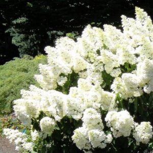 Hortenzia metlinatá ‘POLAR BEAR’ – veľkokvetý snehobiely ker s výraznými súkvetiami (kontajner 3 l)