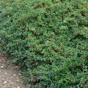 Skalník Dammerov ‘CORAL BEAUTY’ – pôdopokryvný ker s červenými bobuľami (kontajner 1l)