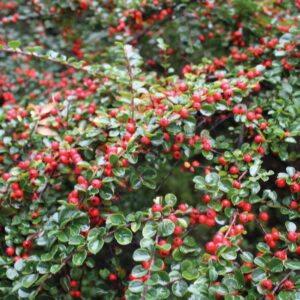 Skalník Dammerov ‘STOCKHOLM’ – odolný pôdopokryvný ker do záhrady (kontajner 1 l)