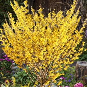 Vilín prostredný ‘ARNOLD PROMISE’ – zimný kvitnúci ker s výraznými žltými kvetmi (kontajner 5 l)