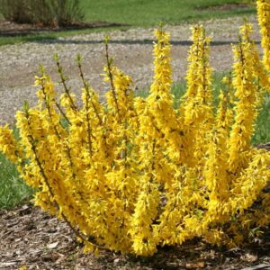 Zlatovka prostredná – jarný kvitnúci ker, ktorý ako prvý rozžiari záhradu (kontajner 2,5 l)