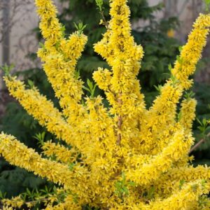 Zlatovka prostredná ‘MALUCH’ – kompaktný jarný ker s výraznými žltými kvetmi (kontajner 2 l)