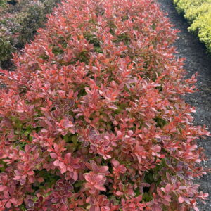 Dráč Thunbergov ‘CORAL MAJA’ – nízky okrasný ker s koralovo sfarbenými listami (kontajner 2 l)