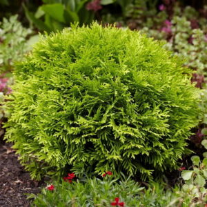 Tuja západná ‘MIRJAM’ – zlatá guľovitá tuja bez strihania (kontajner 2 l)