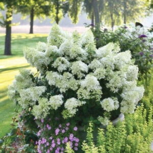 Hortenzia metlinatá ‘BABY LACE’ – kompaktná hortenzia s jemnými bielo-krémovými kvetmi (kontajner 3 l)